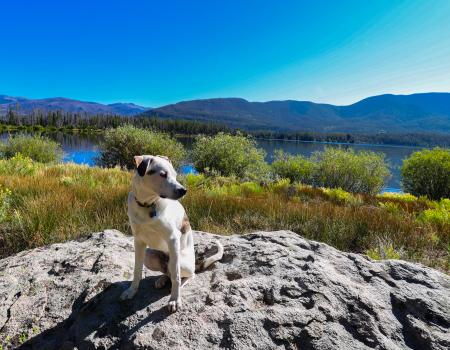 Dog sitting on a rock with trees and a lake at a distance during a clear day.