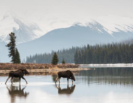 Two moose walking across the water with snowy mountains in the distance on a misty day.