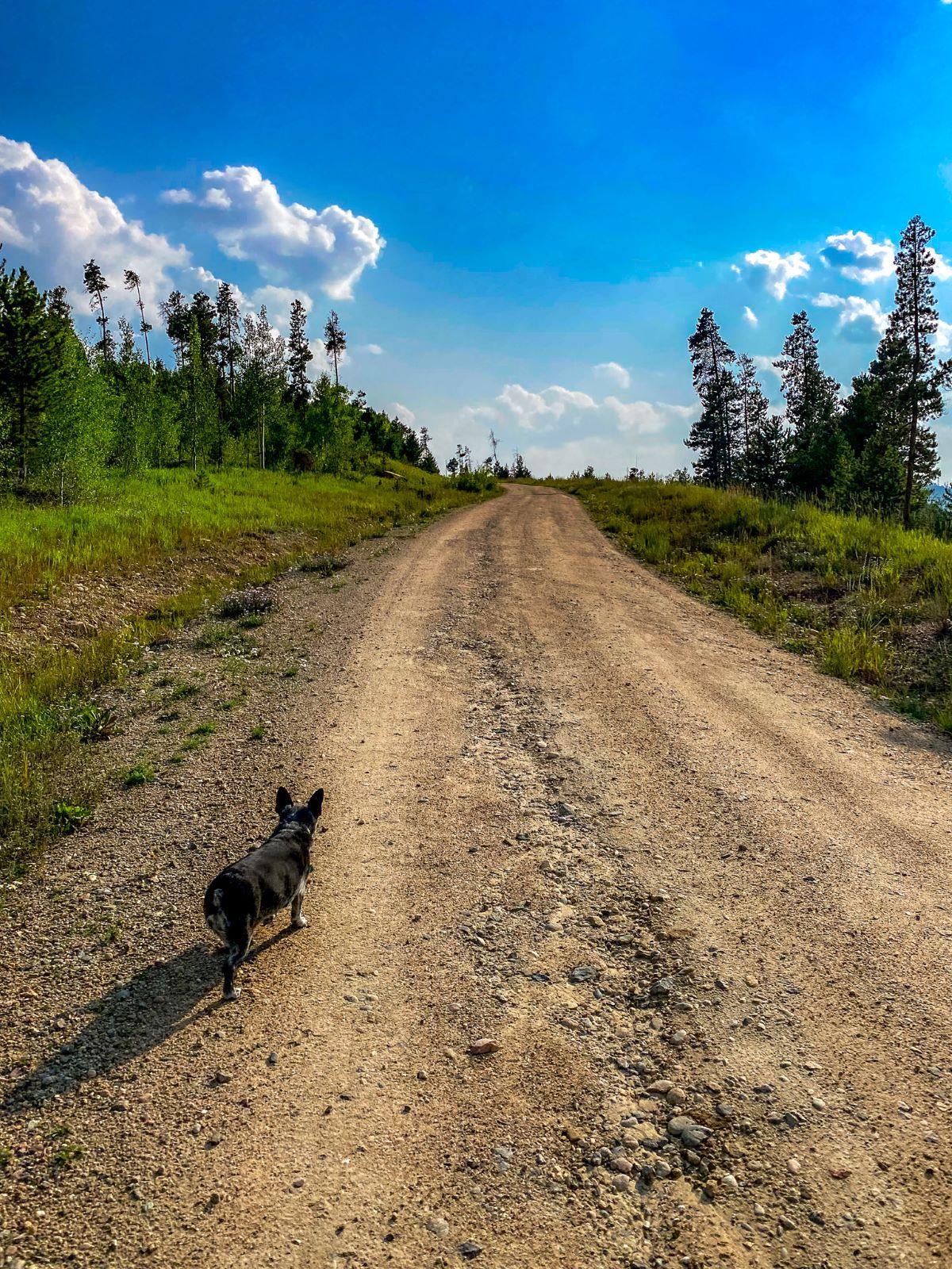Dog walking a trail in Grand Lake, Colorado