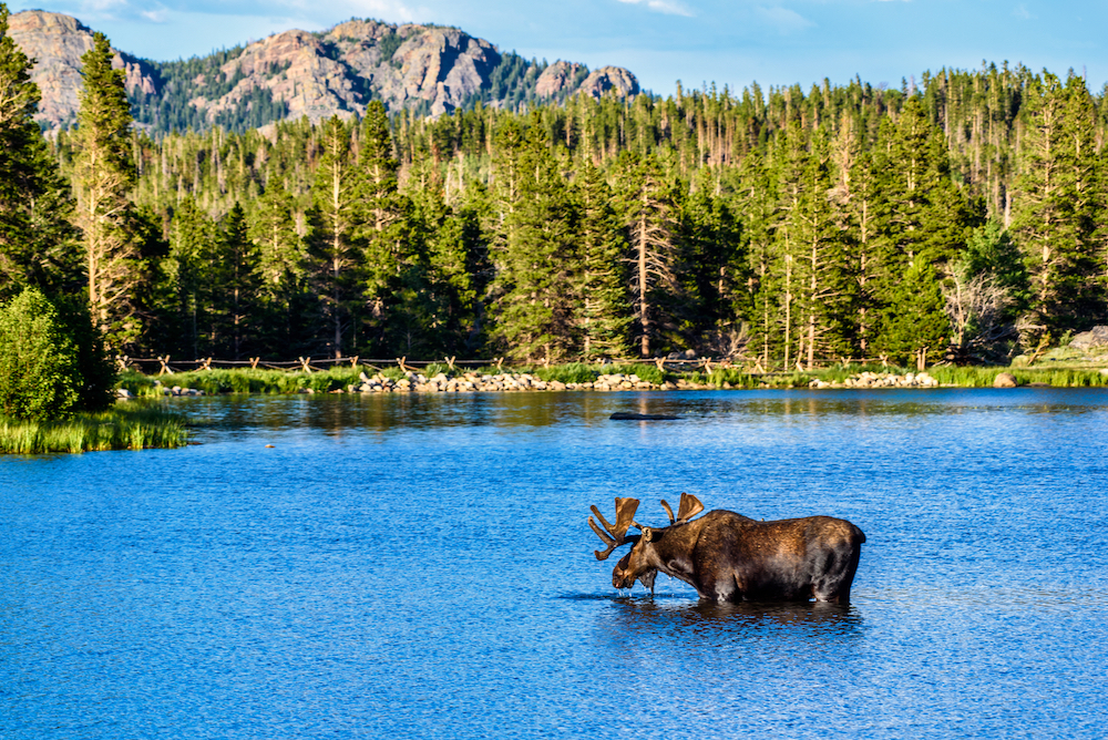 moose in a lake in colorado